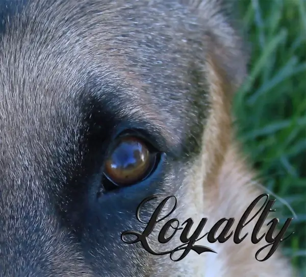 loyalty