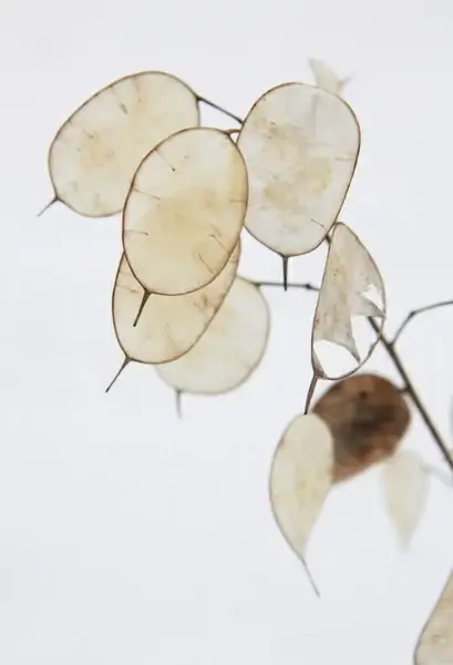 lunaria annua