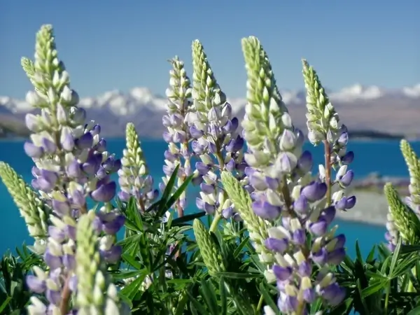lupinien nature new zealand