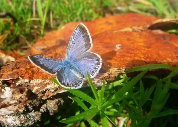lycaenidae butterfly animal
