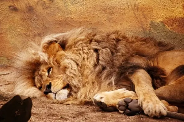 lying lion