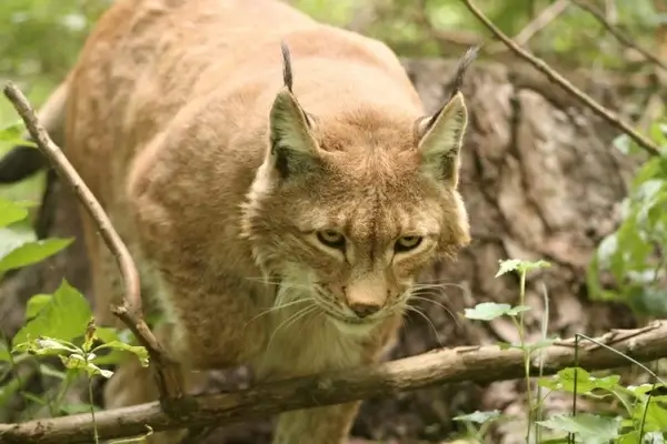 lynx lynx lynx eurasischer lynx