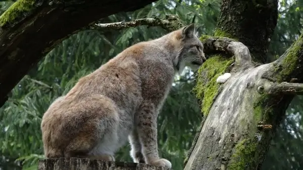 lynx wildcat