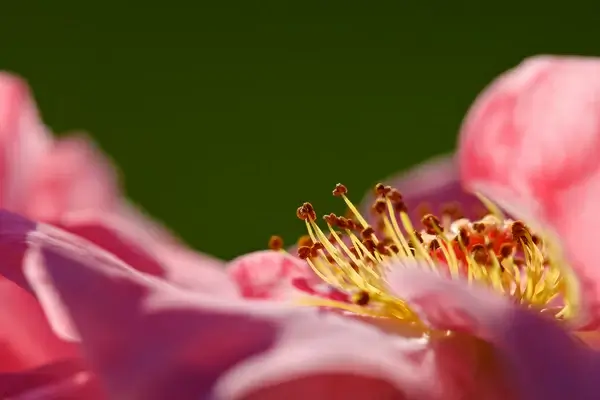 macro