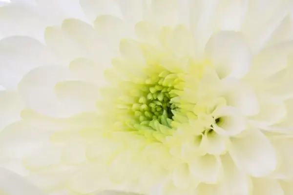 macro flower