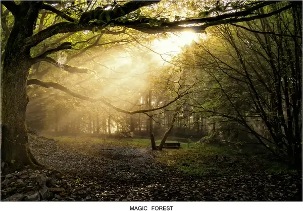 magic forest