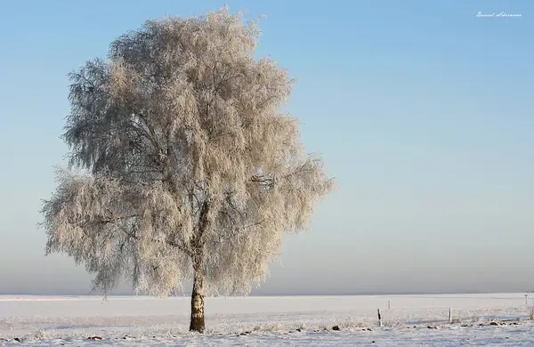 magic tree