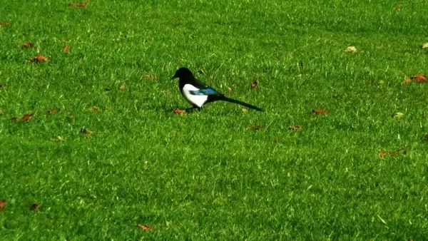 magpie on grass