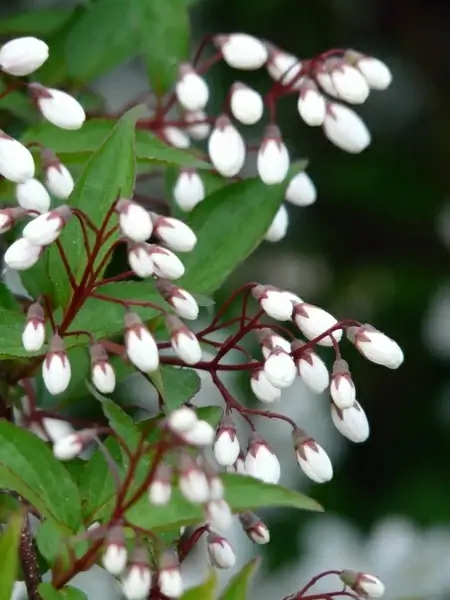 maiblumenstrauch deutzie greenhouse hydrangea