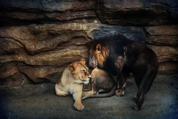male and female lions at the zoo