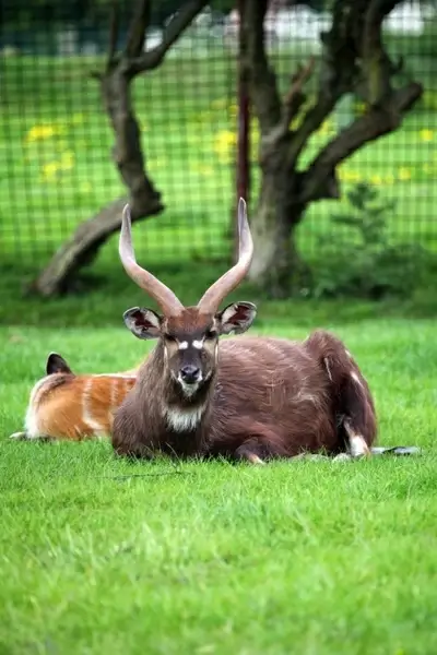 male antelope