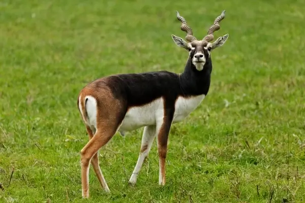 male antelope
