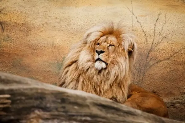 male lion