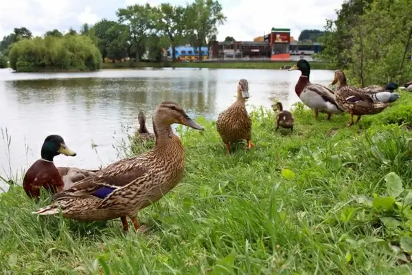 mallards