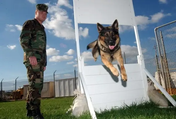 man dog german shepherd