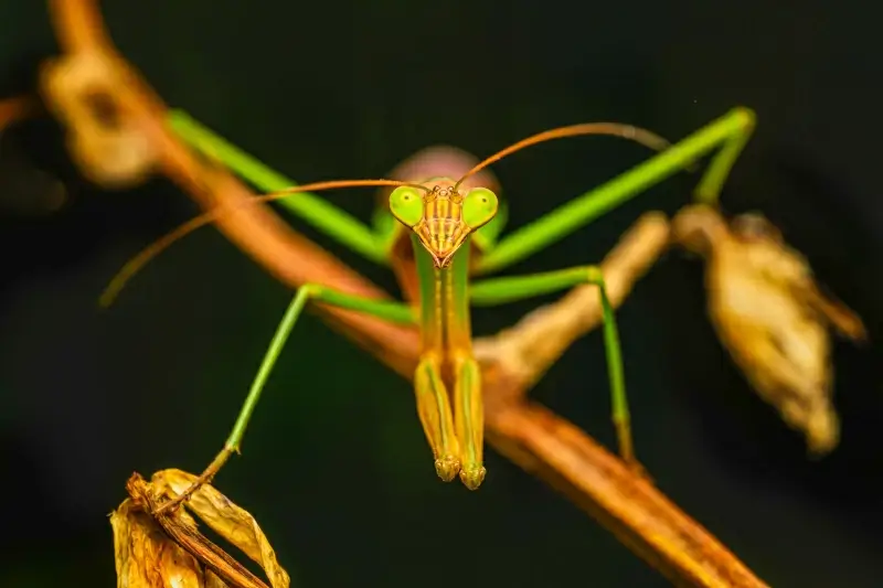 Mantis picture blurred contrast closeup Photos in .jpg format free and ...