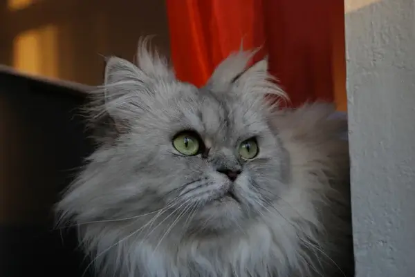 marcello the cat