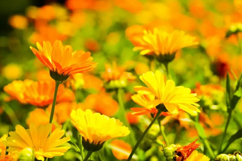 marigold backdrop picture elegant blooming