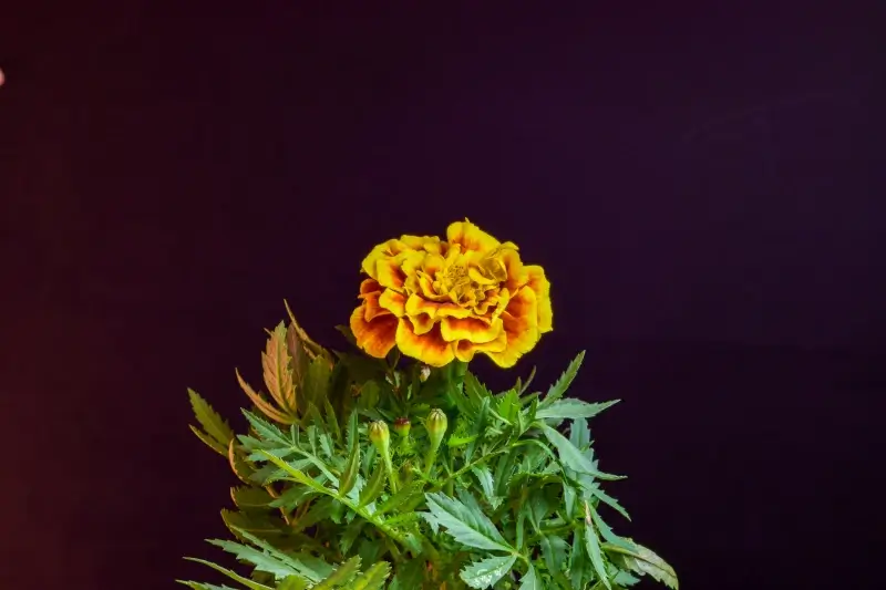 Marigold petal backdrop picture contrast closeup 