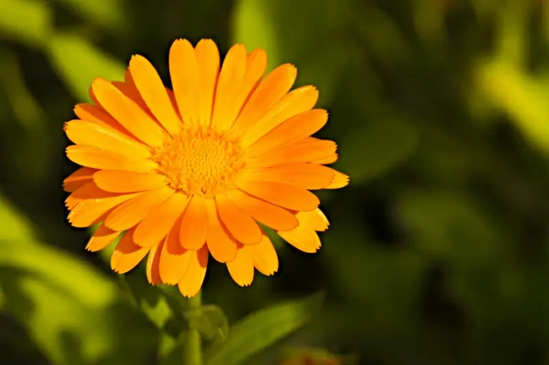 marigold picture elegant closeup
