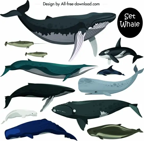 marine creature icons set colored whale dolphin decor