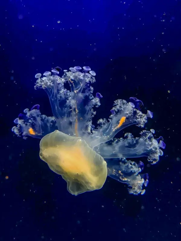 marine scene picture swimming jellyfish closeup 