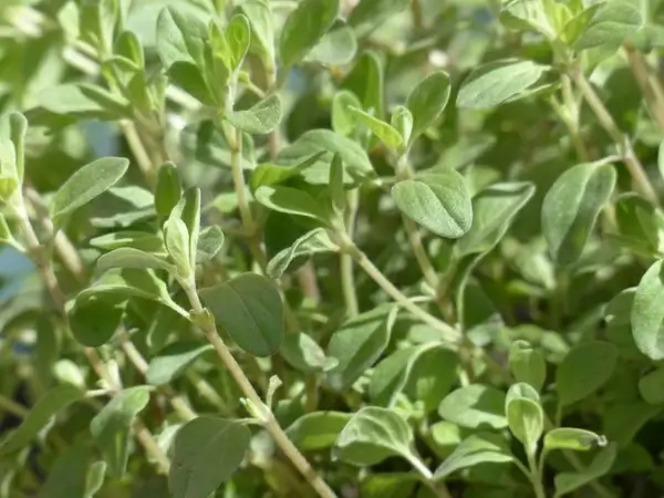 marjoram plant leaves