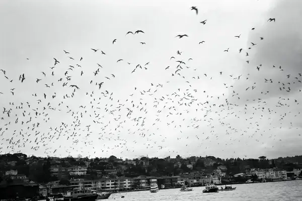 martilar seagulls