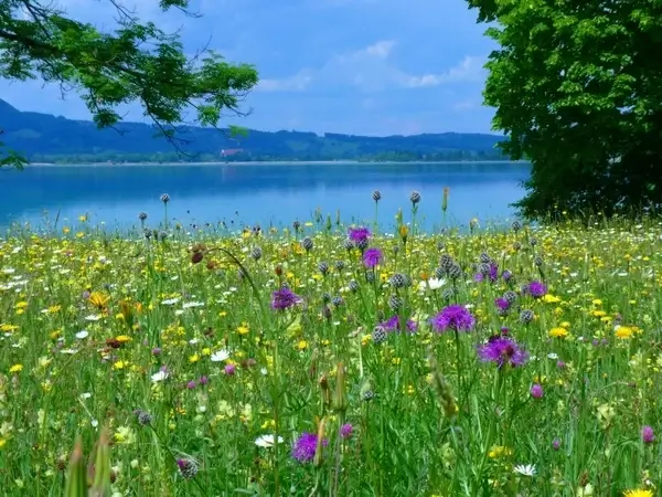 meadow flowers bloom