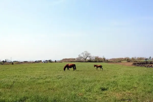 meadow natural pony