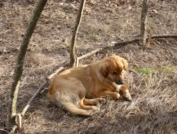meditative dog