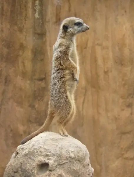 meerkat