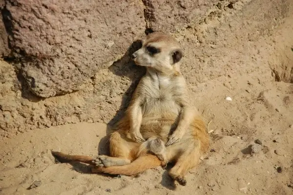 meerkat animals africa