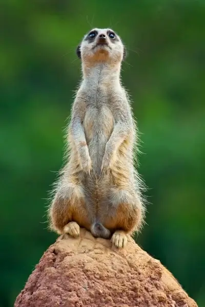 meerkat guarding