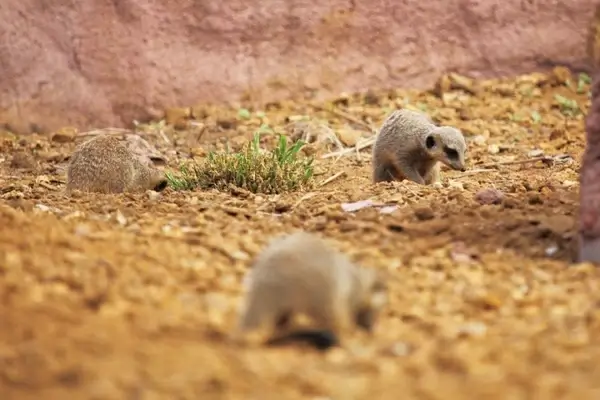 meerkats