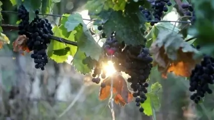 Merlot grape