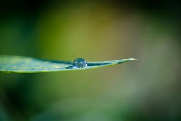 microcosm