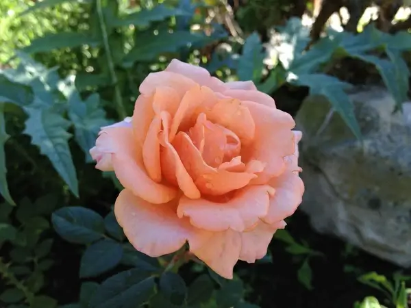 miniature rose