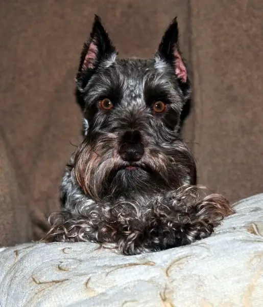 miniature schnauzer