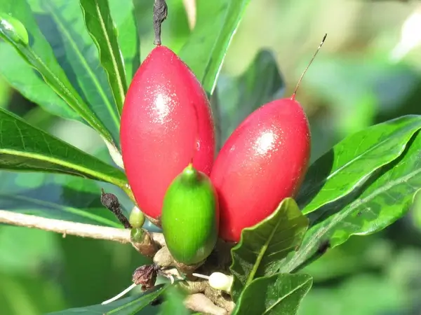 miracle fruit 4