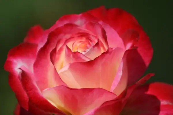 mission flower