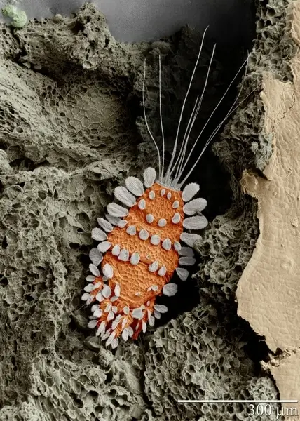 mite tuckerella acari