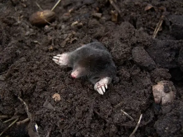 mole nature pets 