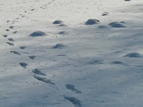 molehill footprint wintry