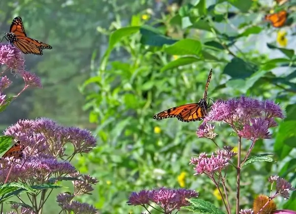 monarch butterflies on flowers