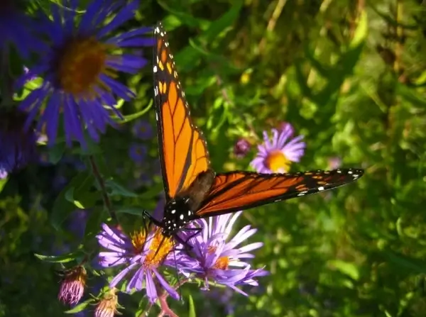 monarch butterfly