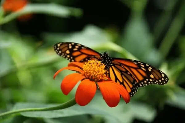 monarch butterfly