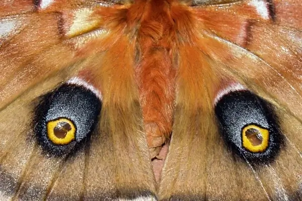monarch butterfly eyes