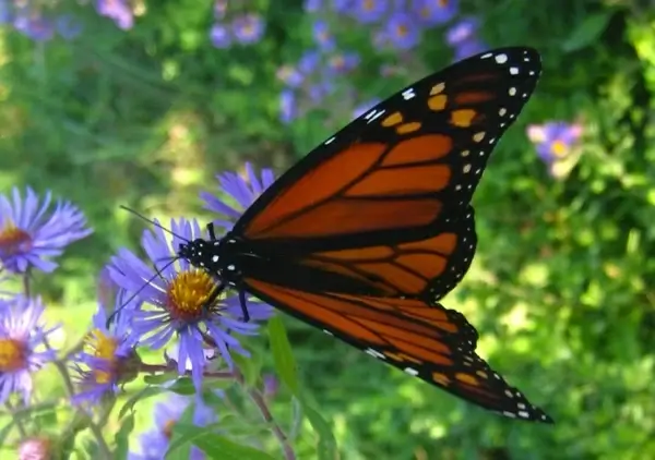 monarch butterfly on flower