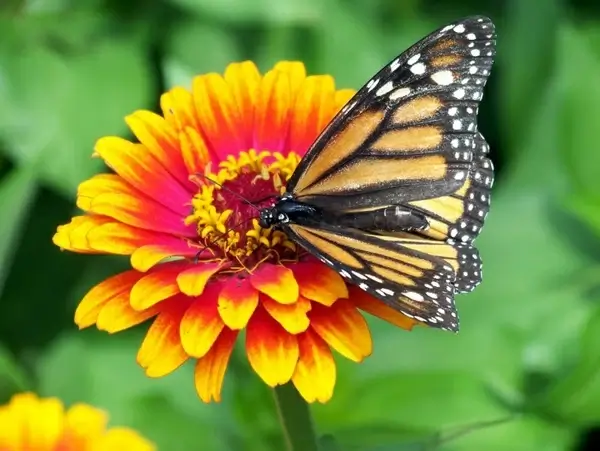 monarch butterfly on flower